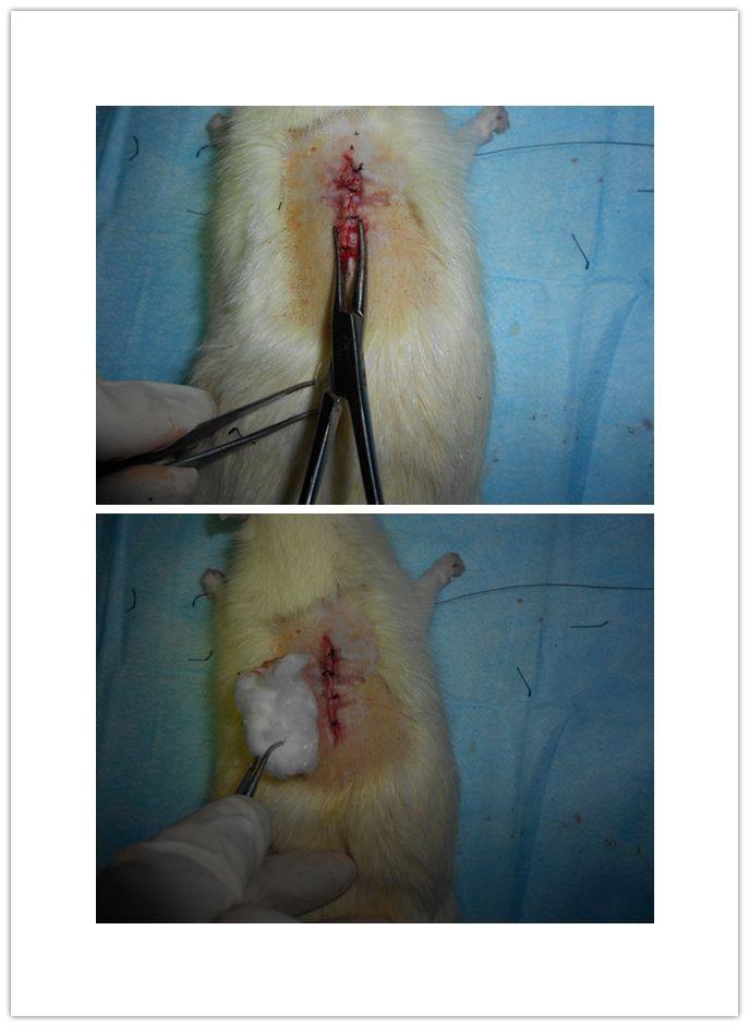大鼠脊髓牵张性损伤模型
